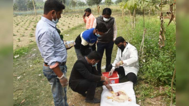 পোল্ট্রি খাতে অ্যান্টিবায়োটিকের অপব্যবহারে বাড়ছে ‘সুপারবাগ’ ঝুঁক