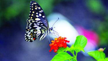 জাবিতে ১৬তম প্রজাপতি মেলা ২৭ নভেম্বর